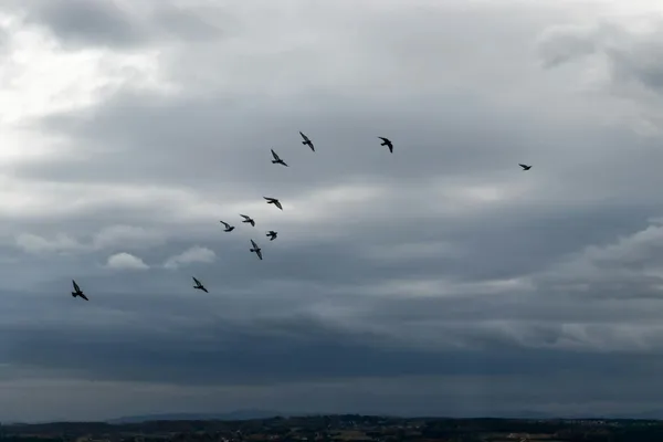 Klucz ptaków lecących nad wodą pod ciemnymi chmurami.